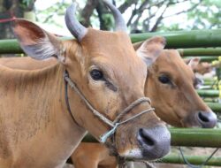 Jual Hewan Sapi Jaminan Mutu Kualitas Terbaik